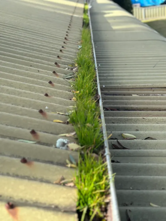 Dirty gutter filled with dirty and grass