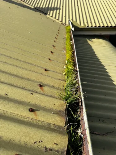 Dirty gutter filled with dirty and grass